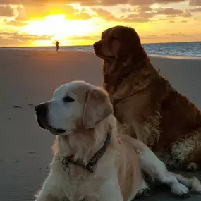 Bild von Hundeschule Göttingen | Bebra