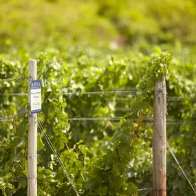 Bild von Weingut Hubertus M. Apel