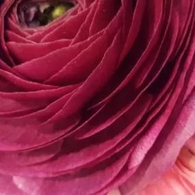 Bild von Blumen Türpitz