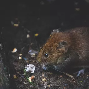 Bild von Ventura Rodent Control Specialist