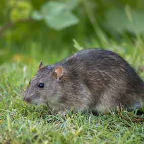 Bild von Elite Rodent Removal