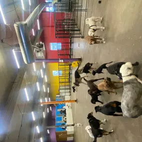 Bild von Uncle Keith's Doggie Daycare