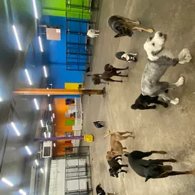 Bild von Uncle Keith's Doggie Daycare