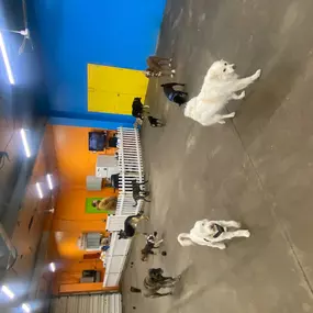 Bild von Uncle Keith's Doggie Daycare