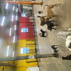 Bild von Uncle Keith's Doggie Daycare