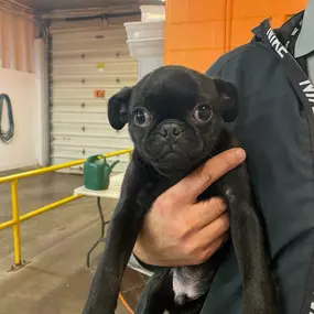 Bild von Uncle Keith's Doggie Daycare