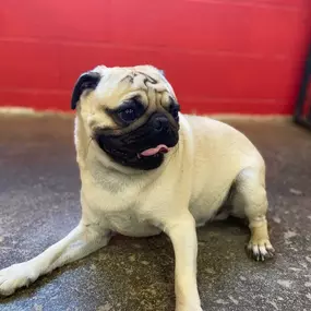 Bild von Uncle Keith's Doggie Daycare