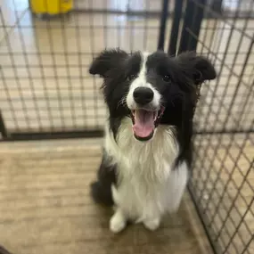 Bild von Uncle Keith's Doggie Daycare