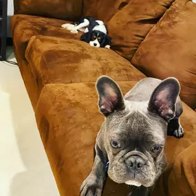 Bild von Uncle Keith's Doggie Daycare