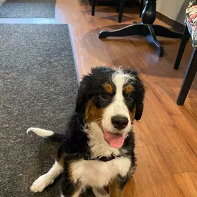 Bild von Uncle Keith's Doggie Daycare