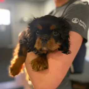 Bild von Uncle Keith's Doggie Daycare