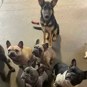 Bild von Uncle Keith's Doggie Daycare