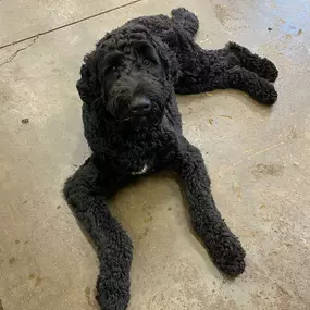 Bild von Uncle Keith's Doggie Daycare
