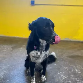 Bild von Uncle Keith's Doggie Daycare