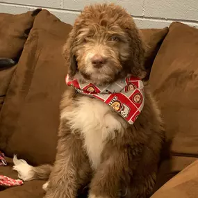 Bild von Uncle Keith's Doggie Daycare