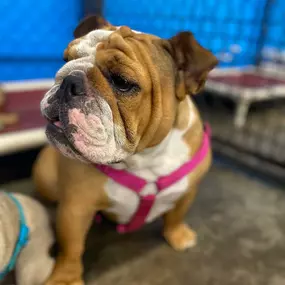 Bild von Uncle Keith's Doggie Daycare