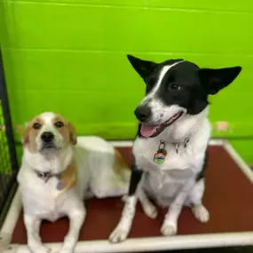 Bild von Uncle Keith's Doggie Daycare