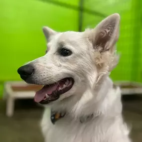 Bild von Uncle Keith's Doggie Daycare