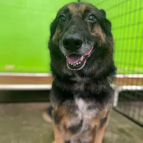 Bild von Uncle Keith's Doggie Daycare