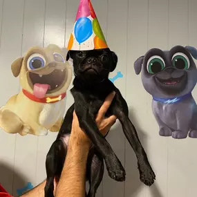 Bild von Uncle Keith's Doggie Daycare