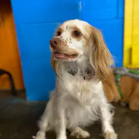 Bild von Uncle Keith's Doggie Daycare