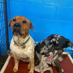 Bild von Uncle Keith's Doggie Daycare