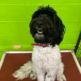 Bild von Uncle Keith's Doggie Daycare