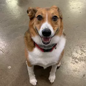 Bild von Uncle Keith's Doggie Daycare