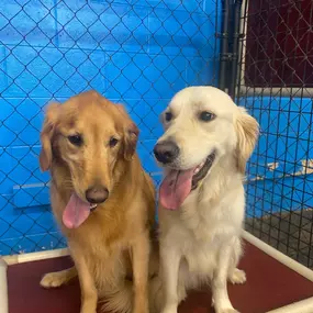 Bild von Uncle Keith's Doggie Daycare