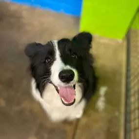 Bild von Uncle Keith's Doggie Daycare