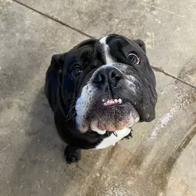 Bild von Uncle Keith's Doggie Daycare