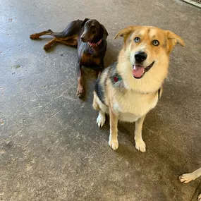 Bild von Uncle Keith's Doggie Daycare