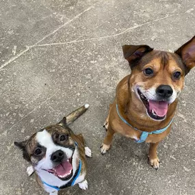 Bild von Uncle Keith's Doggie Daycare