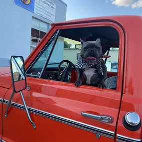Bild von Uncle Keith's Doggie Daycare