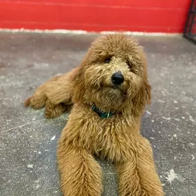 Bild von Uncle Keith's Doggie Daycare
