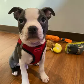 Bild von Uncle Keith's Doggie Daycare