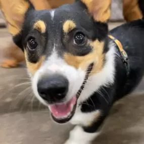 Bild von Uncle Keith's Doggie Daycare
