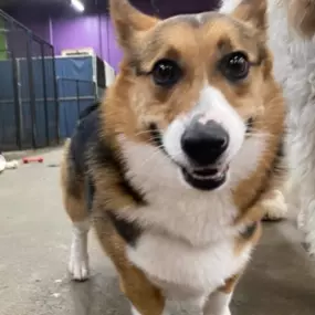 Bild von Uncle Keith's Doggie Daycare