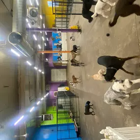 Bild von Uncle Keith's Doggie Daycare