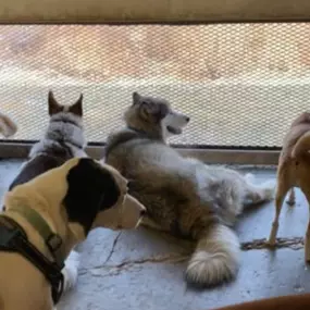 Bild von Uncle Keith's Doggie Daycare