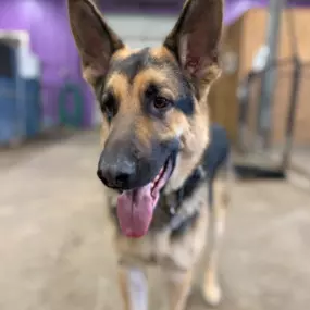 Bild von Uncle Keith's Doggie Daycare