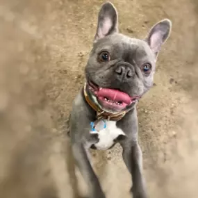 Bild von Uncle Keith's Doggie Daycare