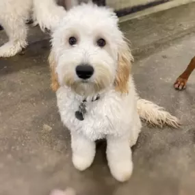 Bild von Uncle Keith's Doggie Daycare