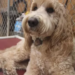 Bild von Uncle Keith's Doggie Daycare
