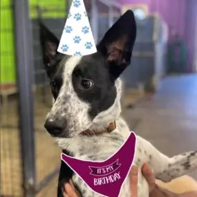 Bild von Uncle Keith's Doggie Daycare