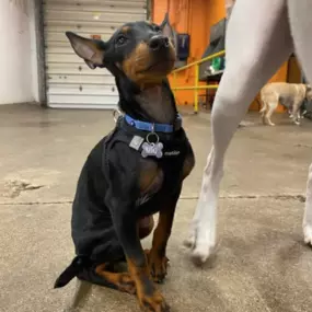 Bild von Uncle Keith's Doggie Daycare