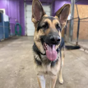 Bild von Uncle Keith's Doggie Daycare