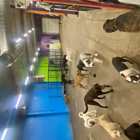 Bild von Uncle Keith's Doggie Daycare
