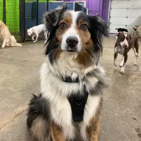 Bild von Uncle Keith's Doggie Daycare