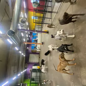 Bild von Uncle Keith's Doggie Daycare